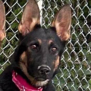 Addy (26-285) -  German Shepherd Dog Dog for Adoption in New Ringgold, Pennsylvania - Addy (26-285) | PetCurious