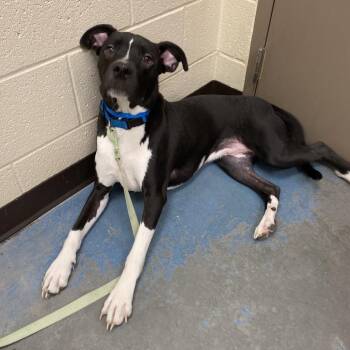 Mixed Breed Dogs Available for Adoption in Memphis, Tennessee - Kuro (Benney) | PetCurious