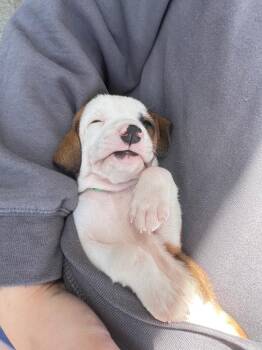 Mixed Breed Dogs Available for Adoption in Murray, Kentucky - Washington | PetCurious