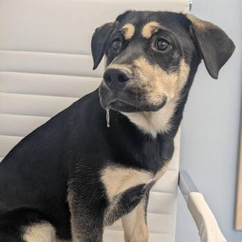 Husky Dogs Available for Adoption - Solstice | PetCurious