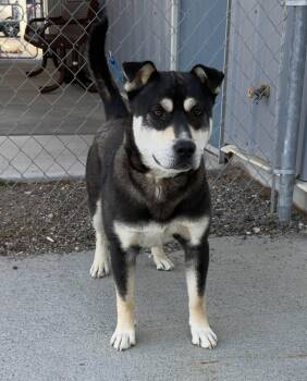 Husky and Pit Bull Terrier Dogs Available for Adoption in Elko, Nevada - Chico/59696349 | PetCurious
