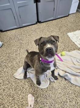 Lucille D -  Pit Bull Terrier and Mixed Breed Dog for Adoption in Westland, Michigan - Lucille D | PetCurious