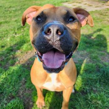 Gomez -  Bullmastiff and Mixed Breed Dog for Adoption - Gomez | PetCurious