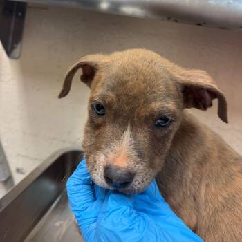Bobby -  Pit Bull Terrier Dog for Adoption in Birmingham, Alabama - Bobby | PetCurious