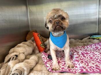 Brussels Griffon and Mixed Breed Dogs Available for Adoption - CHARLIE | PetCurious