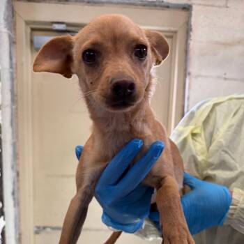 Fruitloop -  Chihuahua and Mixed Breed Dog Available for Adoption in TIMBERCRK CYN, Texas - Fruitloop | PetCurious
