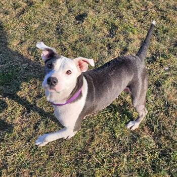 Pit Bull Terrier and Mixed Breed Dogs Available for Adoption - Pickles | PetCurious