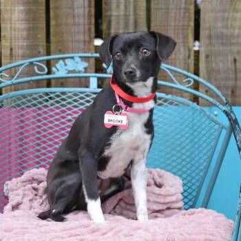 Feist Dogs Available for Adoption - Brooke | PetCurious