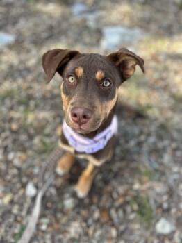 Doberman Pinscher Dogs Available for Adoption - Beau | PetCurious