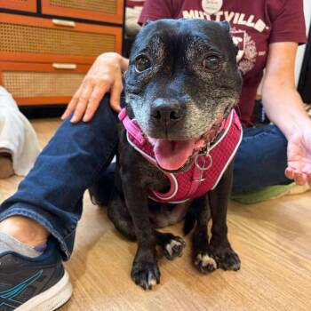 Booties 14559 -  American Staffordshire Terrier Dog for Adoption in San Francisco, California - Booties 14559 | PetCurious