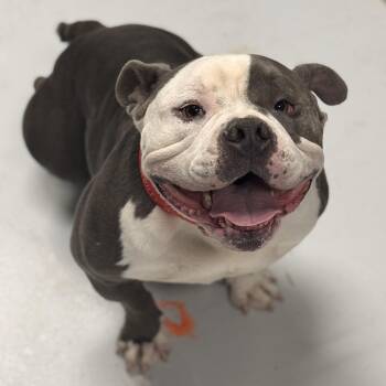 Rescue Bulldog Dogs for Adoption in Chicago, Illinois - Jelly | PetCurious
