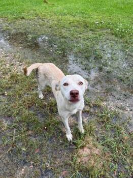 A429479 -  Labrador Retriever and Mixed Breed Dog for Adoption in Conroe, Texas - A429479 | PetCurious