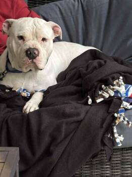 Rescue American Staffordshire Terrier Dogs for Adoption in Mechanicsville, Maryland - Benny | PetCurious