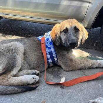 German Shepherd Dog Dogs Available for Adoption - Name Unknown | PetCurious