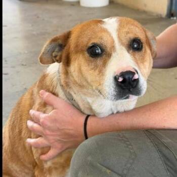 Australian Cattle Dog Blue Heeler Dogs Available for Adoption - SPOT | PetCurious