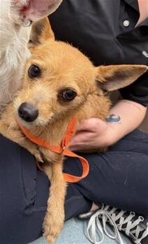 Chihuahua and Yorkshire Terrier Dogs Available for Adoption - CHLOE | PetCurious