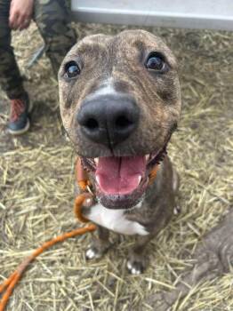 Pit Bull Terrier Dogs Available for Adoption in Chicago, Illinois - Saylor | PetCurious
