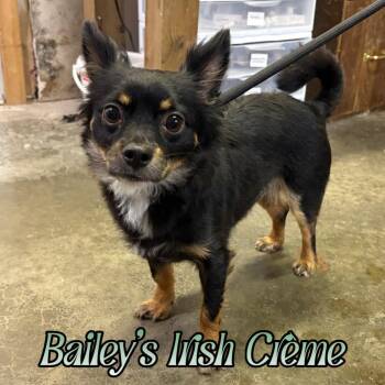 Bailey