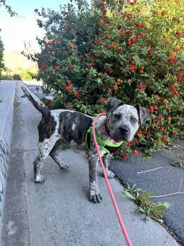 Mastiff and American Staffordshire Terrier Dogs Available for Adoption - Dyna | PetCurious