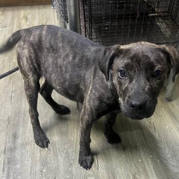 Mixed Breed Dogs Available for Adoption in Summerville, South Carolina - Tiffany | PetCurious