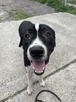JESTER -  Labrador Retriever Dog for Adoption in Corpus Christi, Texas - JESTER | PetCurious