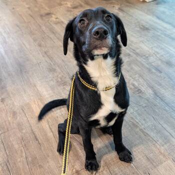 Blitz -  Black Labrador Retriever and Mixed Breed Dog for Adoption in Jefferson City, Tennessee - Blitz | PetCurious