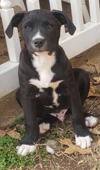 Rescue Mixed Breed Dogs for Adoption in Pembroke, Massachusetts - Batman | PetCurious