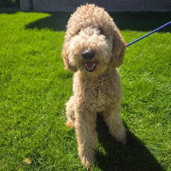 Winston -  Poodle and Yellow Labrador Retriever Dog for Adoption in Great Falls, Montana - Winston | PetCurious