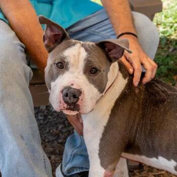 Filbert -  Mixed Breed Dog for Adoption in Chamblee, Georgia - Filbert | PetCurious