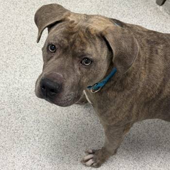 Mixed Breed Dogs Available for Adoption in Cooperstown, New York - Sara | PetCurious