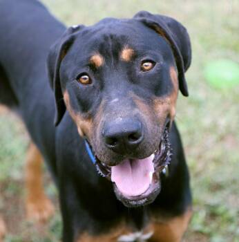 Fenrick (AO37617) -  Doberman Pinscher Dog for Adoption in Kansas City, Kansas - Fenrick (AO37617) | PetCurious