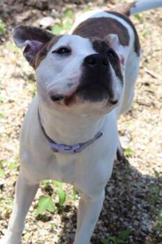 Frannie -  Pit Bull Terrier and Mixed Breed Dog for Adoption in New Orleans, Louisiana - Frannie | PetCurious