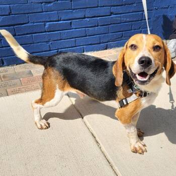 Meatball -  Beagle and Mixed Breed Dog for Adoption in Falls Church, Virginia - Meatball | PetCurious