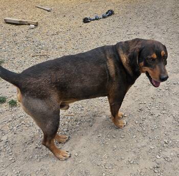 Henry W -  Hound Dog Available for Adoption in Nucla, Colorado - Henry W | PetCurious