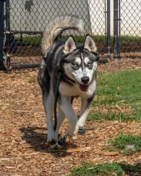 Greater Flamingo -  Mixed Breed Dog for Adoption in Chamblee, Georgia - Greater Flamingo | PetCurious