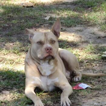 Waffle -  Pit Bull Terrier and Mixed Breed Dog for Adoption in Montgomery, Alabama - Waffle | PetCurious