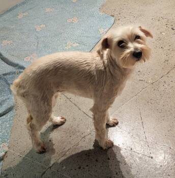 Maltipoo Dogs Available for Adoption in Thousand Oaks, California - Muttilda Swinton  | PetCurious