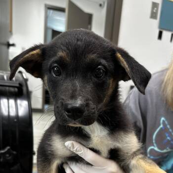 Australian Cattle Dog Blue Heeler and Shepherd Dogs Available for Adoption in Cleveland, Mississippi - Dopamine | PetCurious
