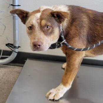 Mixed Breed Dogs Available for Adoption in Las Cruces, New Mexico - 105776 | PetCurious