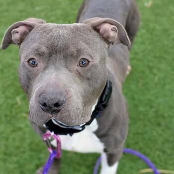 Pit Bull Terrier Dogs Available for Adoption - PHILIBERT | PetCurious