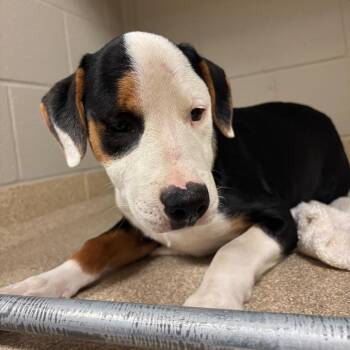 Haley -  Mixed Breed Dog for Adoption in Bristol, Indiana - Haley | PetCurious