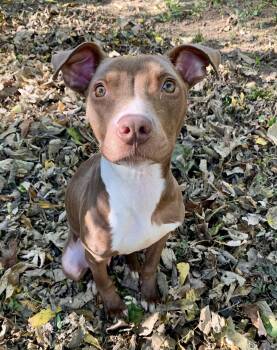 Rescue Pit Bull Terrier Dogs for Adoption in Kettering, Ohio - Reaper | PetCurious