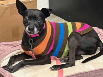 Rescue Chihuahua and Terrier Dogs for Adoption in Ellijay, Georgia - Lucea | PetCurious