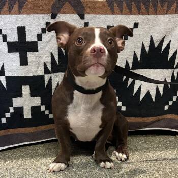 IVHS-Stray-141894 -  Pit Bull Terrier and Dachshund Dog for Adoption in San Gabriel, California - IVHS-Stray-141894 | PetCurious