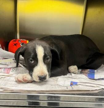 Pit Bull Terrier and Mixed Breed Dogs Available for Adoption in Jackson, Tennessee - Bagel | PetCurious