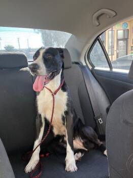 Pebbles -  Mixed Breed Dog for Adoption in Manhattan Beach, California - Pebbles | PetCurious