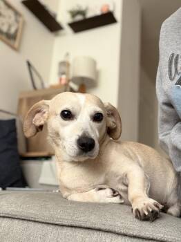 Dachshund and Chihuahua Dogs Available for Adoption in New York, New York - Jairo | PetCurious