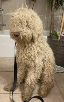 Labradoodle and Goldendoodle Dogs Available for Adoption - GOOSE | PetCurious