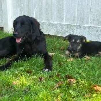 Skye -  Mixed Breed Dog for Adoption in Monticello, New York - Skye | PetCurious