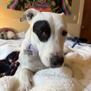 Petey -  Pit Bull Terrier Dog for Adoption in Denver, Colorado - Petey | PetCurious